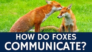 How Foxes Communicate with Each Other – Quick Animal Facts [upl. by Etnovad383]