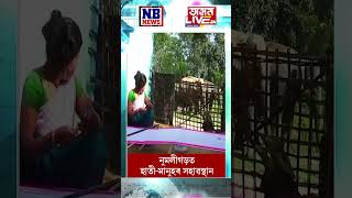 এটি ব্যতিক্ৰমী দৃশ্য৷ নুমলীগড়ত একেলগে হাতীমানুহৰ সহাৱস্থান [upl. by Fiona34]