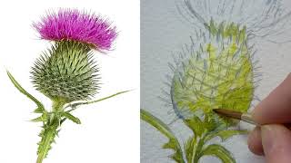 Watercolour Tutorial  Coronation Flowers Thistle [upl. by Bergquist]