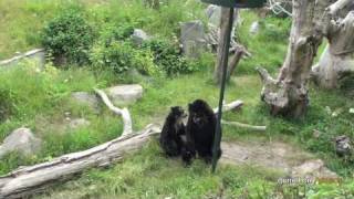 Andean bear wobble tree enrichment [upl. by Lette]