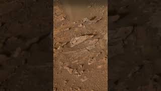 Images of rocks from Mars marsrover marsmission marsexploration [upl. by Ybanrab]