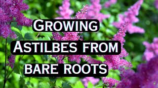 Starting Bare Root ASTILBES Indoors 🍃 Planting Astilbe Roots 🌿 Growing Astilbe Plant [upl. by Pazice423]