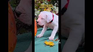 Dogo argentino puppies Lithuania [upl. by Hellene]