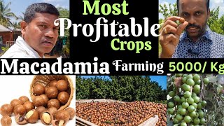 Macadamia farming Most profitable farming 5000 kg  macadamia macadamiafarming [upl. by Hsak404]