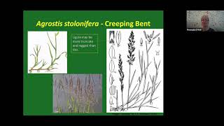 Bents Agrostis Identification webinar [upl. by Rickie]