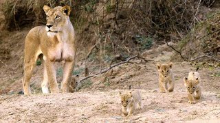 Newborn Lion Cubs Are Introduced to Their Cousins [upl. by Nagam746]