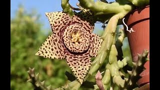 Orbea Stapelia variegata care and propagation August 2021 [upl. by Llerrom]