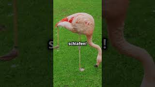 UNGLAUBLICHE FlamingoFakten die dich überraschen werden [upl. by Danita359]