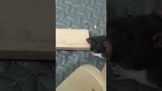 Rat nawing on wood [upl. by Tam]