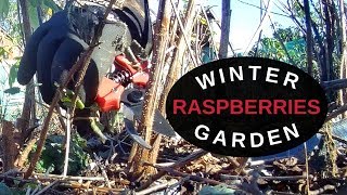 Raspberry Care In The Winter 2019 [upl. by Uuge416]