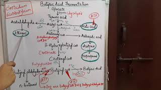 BUTYRIC ACID FERMENTATION [upl. by Addie]