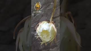 shortsviralvideobramha Kamal flower blumingnature happyfeeling [upl. by Nonnaehr]