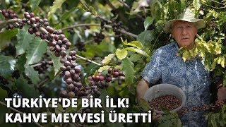 Türkiyede bir ilk Kahve meyvesi üretti [upl. by Artcele]