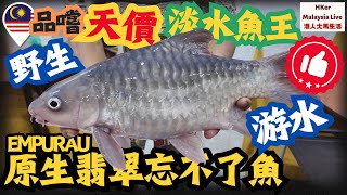 【KL2024 EP26】品嚐👅人生必食天價💰淡水魚王👑野生🌊游水🤿原生翡翠忘不了魚🐟【港人大馬生活】訂閱突破1️⃣4️⃣8️⃣萬 [upl. by Pen]