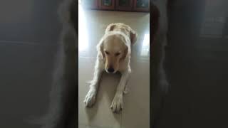 Dog short video goldenretriever cute puppy dog youtube viral trending [upl. by Lewanna]