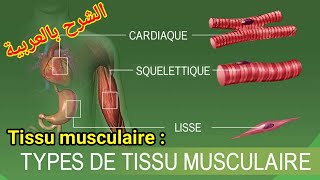 tissu musculaire  définition proprités et classification [upl. by Burleigh]