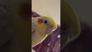 Cockatoo  cockatiels bird  cockatiel birdcute bird [upl. by Wallas]