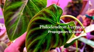 Philodendron Verrucosum Propagation amp Update Rubys Plants [upl. by Lundell]