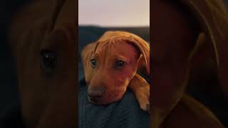 Adorable Ridgeback puppy resting peacefully 🐾❤️ ridgebackpuppy cute puppy dog ridgeback [upl. by Manlove319]