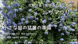 小さな庭のシンボルフラワー🌺開花リレーの６月はルリマツリ｜猛暑にむけた準備が終了しました☘️【ガーデニング日記2024年6月25日】 [upl. by Ardnuhsed982]