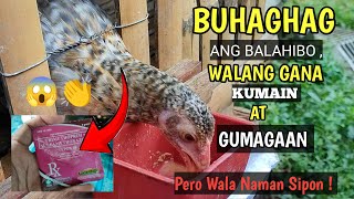 Manok na bigla na lang nanghina  natuyo ang paa at balahibo pero wala naman sipon  Peejay Vergara [upl. by Niels]