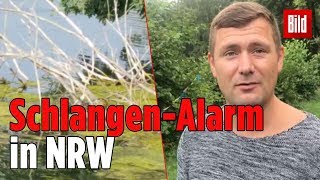 Angler entdecken riesige Anakonda in Meerbusch  See weiträumig abgesperrt [upl. by Inek]