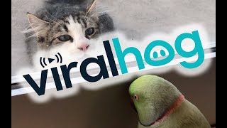 Parrot Plays PeekaBoo with Neighbors Cat  ViralHog [upl. by Ribble375]