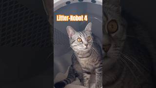 Best automatic litter box review  LitterRobot 4 litterrobot unboxing catowners [upl. by Tingey]