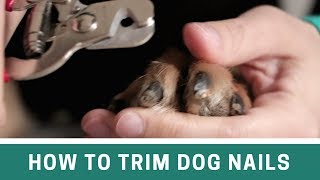 How to Trim Dog Nails with Clippers and File  The Alternative Cut Line [upl. by Nodnar]