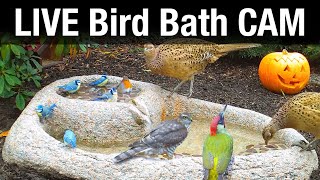 LIVE Bird Bath Cam [upl. by Ardolino362]