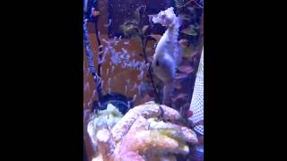 Seahorse Gives Birth In Unique Way 😲😲 shorts [upl. by Elokin]