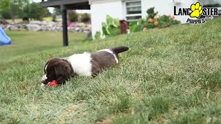 Beautiful English Springer Spaniel Puppies [upl. by Oinoitna]