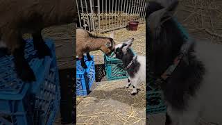 Goats at a farm GOAT GOAT nature animal practice sparring headbutt cuteanimal wildlife [upl. by Nacnud750]