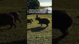 Capybaras Walking Together [upl. by Nalyr877]