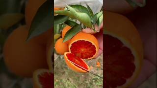 The Most Satisfying Fruit Cutting Techniques [upl. by Ailhat]