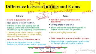 Introns vs Exons [upl. by Nylevol]