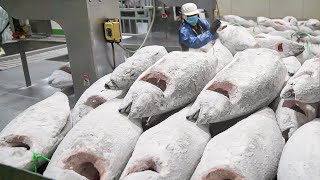 Amazing scale Cut Frozen Tuna into Sashimi  冷凍鮪魚切割工廠  Taiwan seafood factory [upl. by Draner]