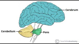 Case based learning  Cerebellum [upl. by Farly11]