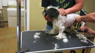 How to Groom a Shih Tzu full Groom very aggressive [upl. by Koffman81]