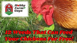 12 Weeds That Can Feed Your Chickens For Free [upl. by Kernan321]