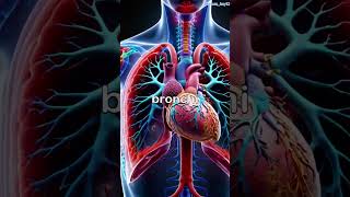 Anatomy of the trachea trachea anatomia anatomy medical medicalstudent medicina biology [upl. by Bogosian]