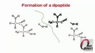 Amino Acids 4 Formation of a Dipeptide [upl. by Nylsej]