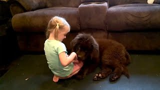 Little girl sweetly bonds with her Newfie puppy [upl. by Beryl]