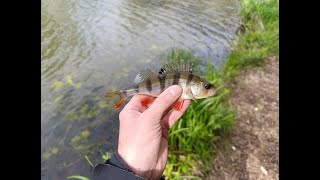 Wiosenne okonie na spinning Kanał Żerański spinning wędkarstwo okoń perch fishing [upl. by Anal]