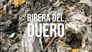 Iconic Red Wines of Spain  Ribera del Duero [upl. by Alvin]