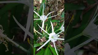 Beach spider lily  Hymenocallis littoralis plants shorts spiderlily [upl. by Annerol]