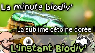 Minute Biodiv  La sublime cétoine dorée [upl. by Nylatsyrc38]