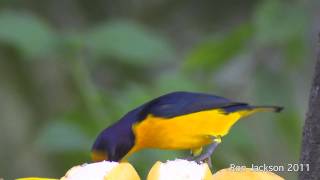 Violaceous Euphonias  Euphonia violacea [upl. by Kirre]