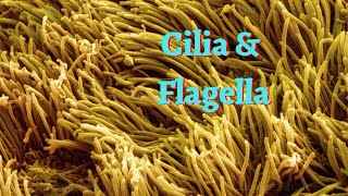 Cilia And Flagella  Cytology  Histology [upl. by Markiv]