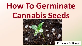 How To Germinate Cannabis Seeds [upl. by Akirej]